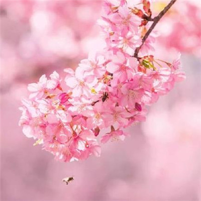 2020最新漂亮的樱花高清图片大全_唯美意境的樱花壁纸